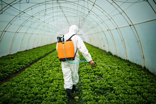 Best Local Pest Control Services  in Dundalk, MD